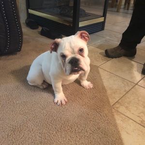 Meet your Posher, Brad